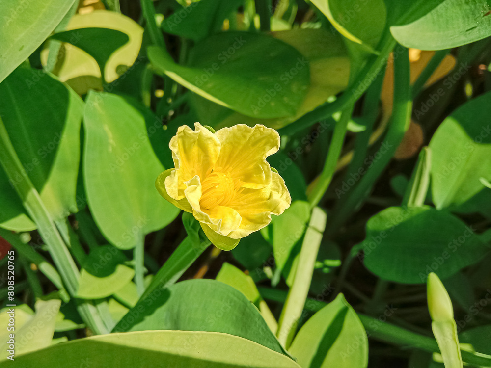 Limnocharis flava flower. Genjer or eceng (Limnocharis flava). Commonly known as yellow velvetleaf, sawah flower rush, and sawah lettuce. Limnocharis flava flower. Genjer or eceng (Limnocharis flava). Commonly known as yellow velvetleaf, sawah flower rush, and sawah lettuce.