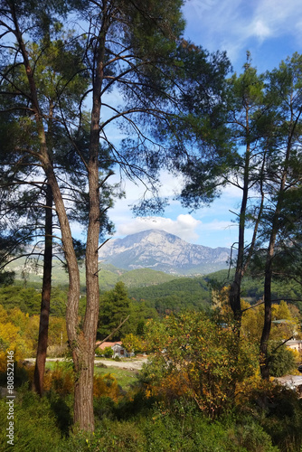 Rural view with pine trees, village and beautiful Tahtali Mountain on horizon. Cirali, Turkey,