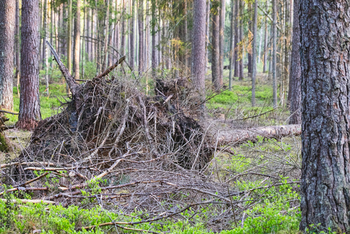 Pine tree fallen in forest with roots hanging