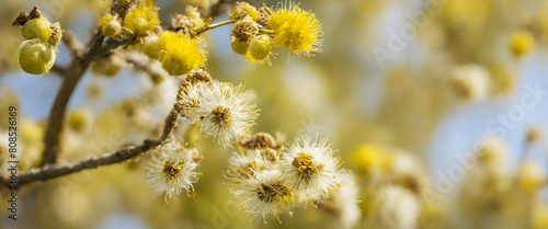 Spring pollen flight / pollen allergy background banner 