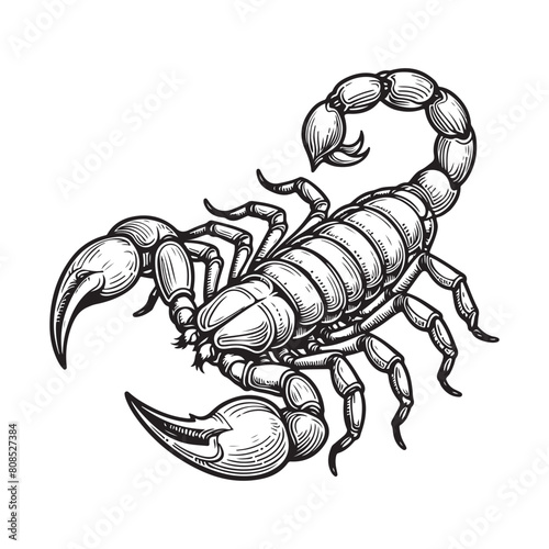 Line art of scorpion isolated on white background vector