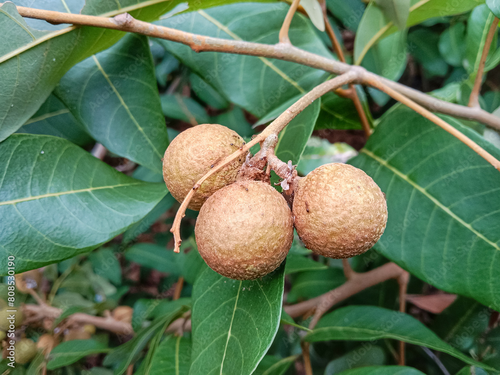 Longan fruit on tree (Dimocarpus longan). Tropical fruits longan on the tree. Buah Lengkeng. Longan fruit on tree (Dimocarpus longan). Tropical fruits longan on the tree. Buah Lengkeng.
