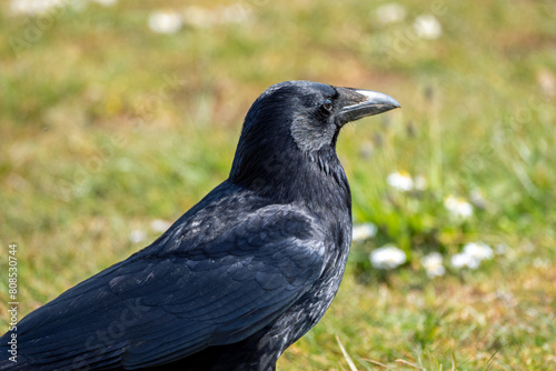 A close-up image of a black crow walking in a grass field looking for food on a sunny spring day.