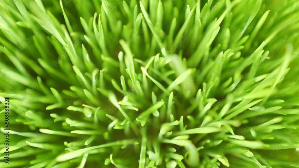 Lush green grass. Spring morning in nature, sun breaks through the stalks of grass. 4K Lush green grass. Spring morning in nature, sun breaks through the stalks of grass. 4K