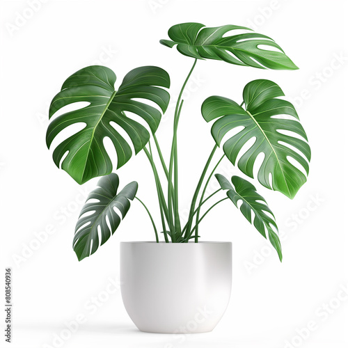 there is a plant that is in a white pot