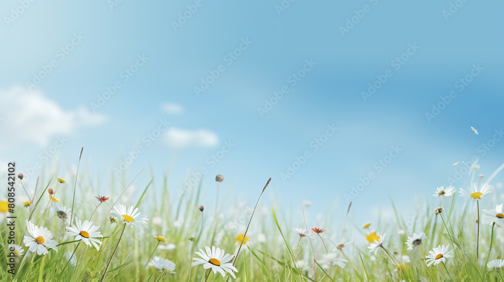 Summer background with grass and flowers Summer background with grass and flowers