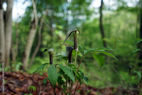 Arisaema triphyllum アリサエマ・トリフィルム アリサエマ トリフィルム photo