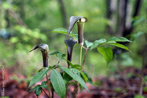 Arisaema triphyllum アリサエマ・トリフィルム アリサエマ トリフィルム photo