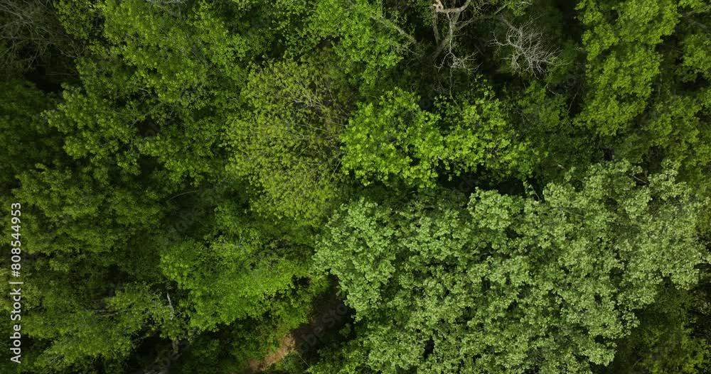 Wooden Pathways Through Woodland In Big Cypress Tree State Park In Weakley County, Tennessee, USA. Aerial Drone Shot Wooden Pathways Through Woodland In Big Cypress Tree State Park In Weakley County, Tennessee, USA. Aerial Drone Shot