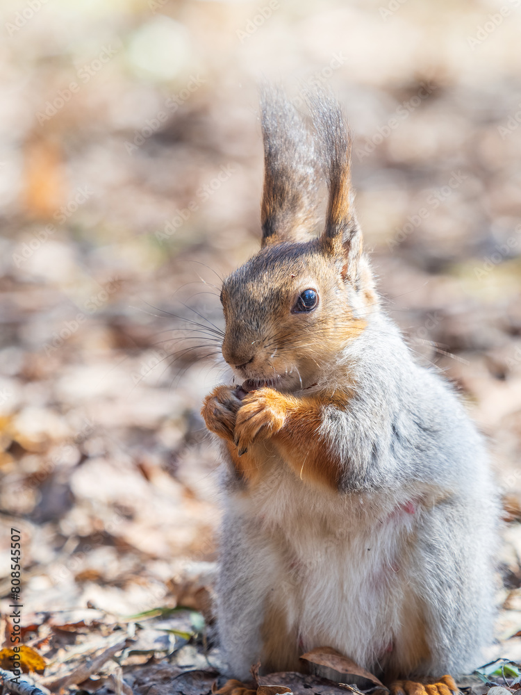 Squirrel in autumn or spring with nut on the green grass with fallen yellow leaves Squirrel in autumn or spring with nut on the green grass with fallen yellow leaves