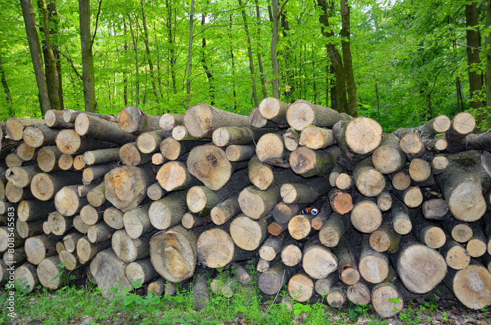 A wood material logging. Round timber stock. Lumber-camp of pine. Mass deforestation. Freshly cut tree logs piled up. Harvesting of wood. A wood material logging. Round timber stock. Lumber-camp of pine. Mass deforestation. Freshly cut tree logs piled up. Harvesting of wood.