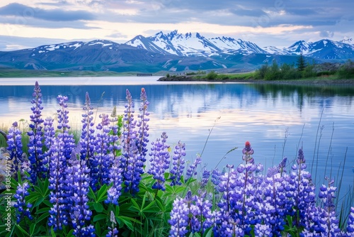 Serene Lakeside View With Lavender Lupines and Snow-Capped Mountains at Dusk