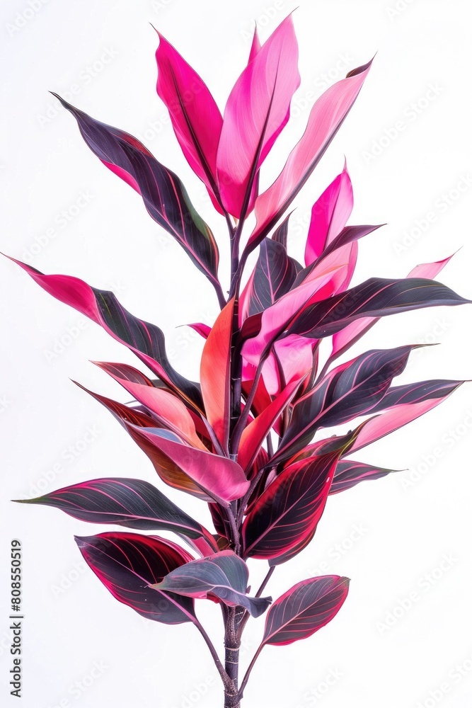 Φωτογραφία Ti Plant or Cordyline Fruticosa: A Beautiful Houseplant for Your Tropical Garden