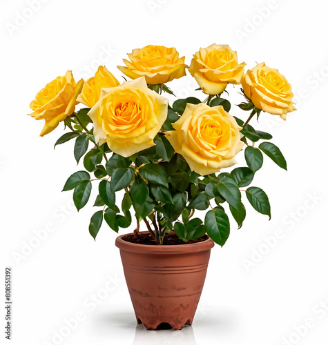 Yellow rose bush in flower pot isolated on white background