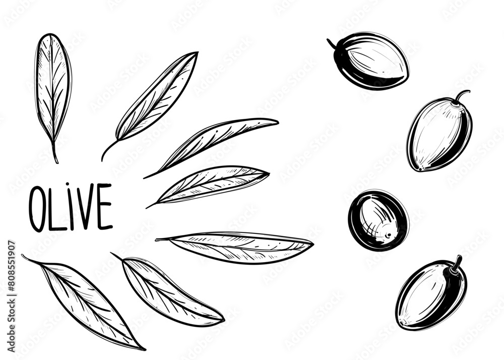 Fototapeta premium Hand drawn sketch black and white illustration of olive plant, branch, leaf. Vector illustration. Elements in graphic style label, sticker, menu, package. Engraved style illustration.