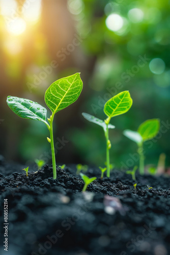 Young plant sprouts growing in fertile soil under morning sunlight, symbolizing new beginnings and the potential for growth in nature’s ecosystem - AI generated