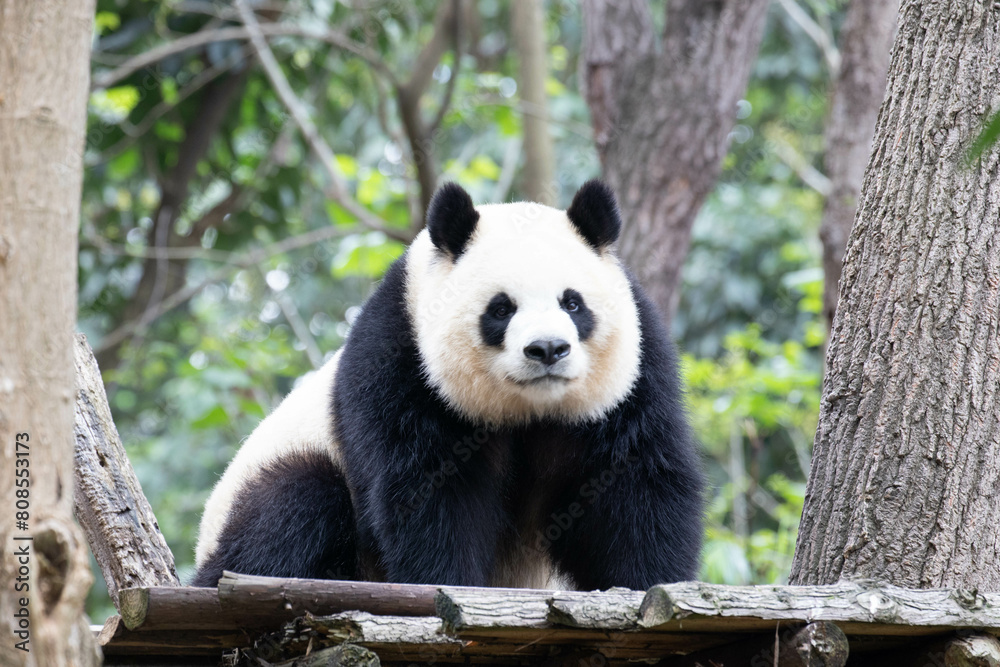Fototapeta premium Sweet female Panda, Yuan Run, Chengdu Panda Base, China
