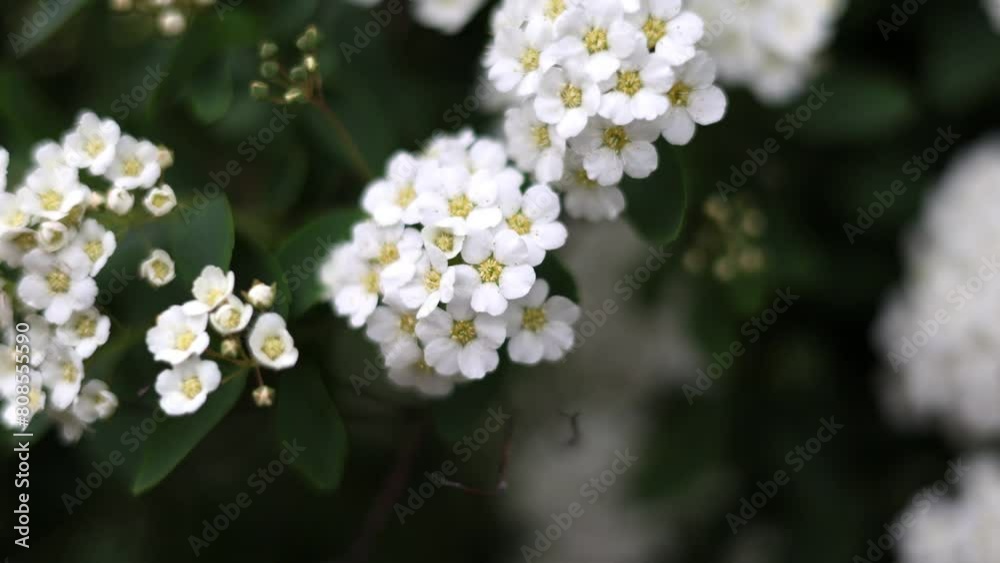 white flowers, close-up, macro, 4k white flowers, close-up, macro, 4k