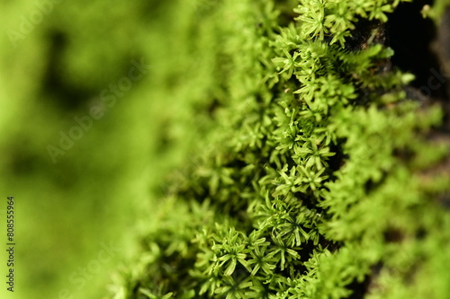 Macro photography captures the intricate details of moss clinging to tree trunks. Moss, a simple plant composed of leafy structures, stems, and reproductive organs, thrives in damp, shady environments