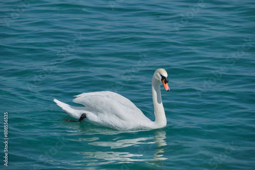 Swan on the water. Great White waterfowl in motion on blue water. Beautiful white swan on blue water.