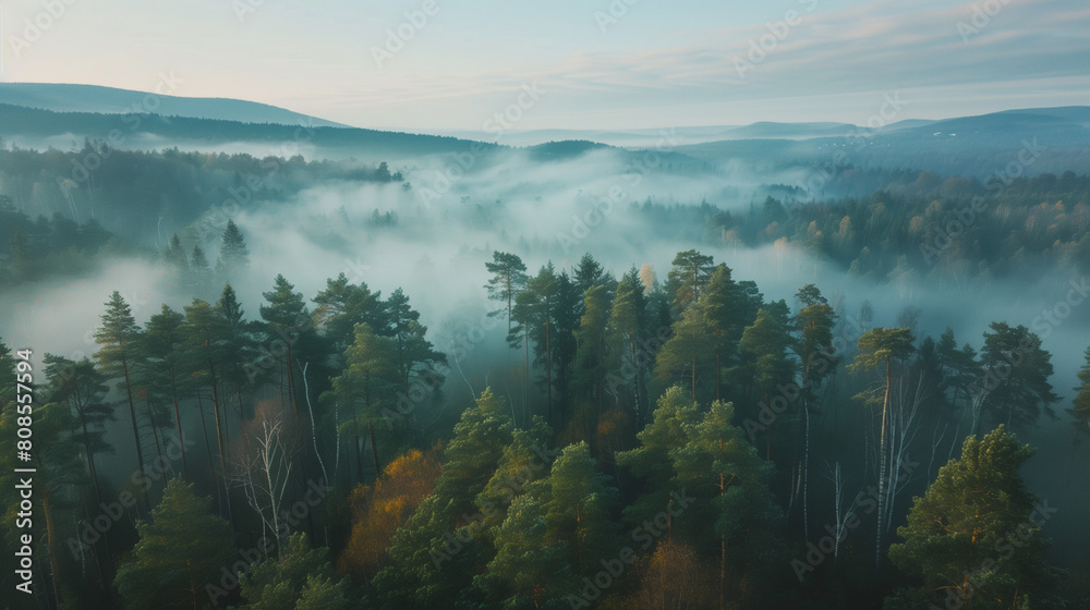 霧がかった深い森の雲海の絶景