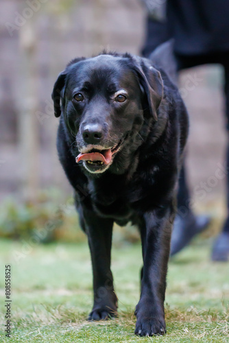 Wallpaper Mural 外を歩く黒ラブラドールレトリバーの犬 Torontodigital.ca