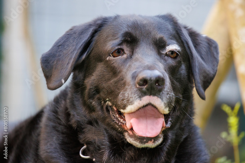 Wallpaper Mural 外でくつろぐ、黒ラブラドールレトリバーの犬の顔 Torontodigital.ca