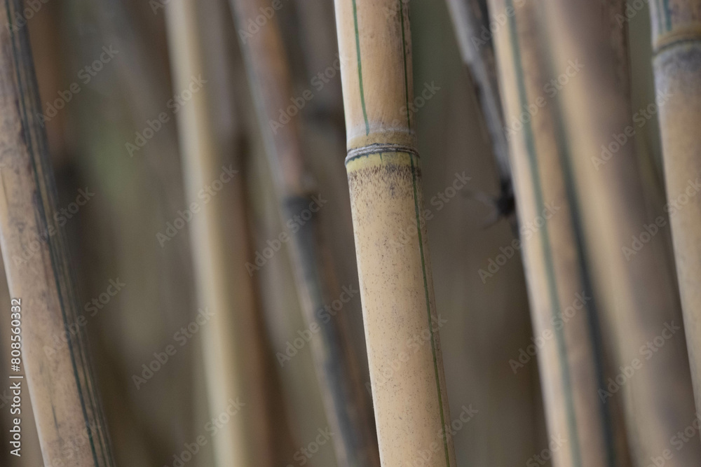 Close up Bamboo grove in the panda base, China