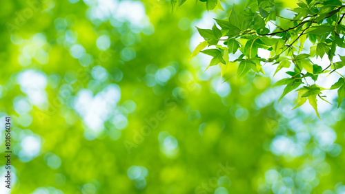 Spring background  green tree leaves on blurred background. Generative Ai