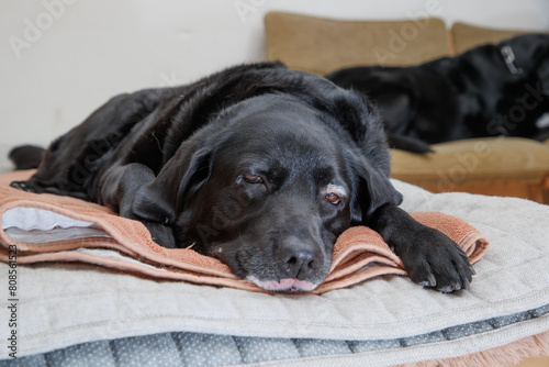 室内でくつろぐ、黒ラブラドールレトリバーの犬
