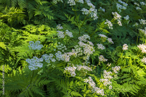 White flowers with green leaves photo