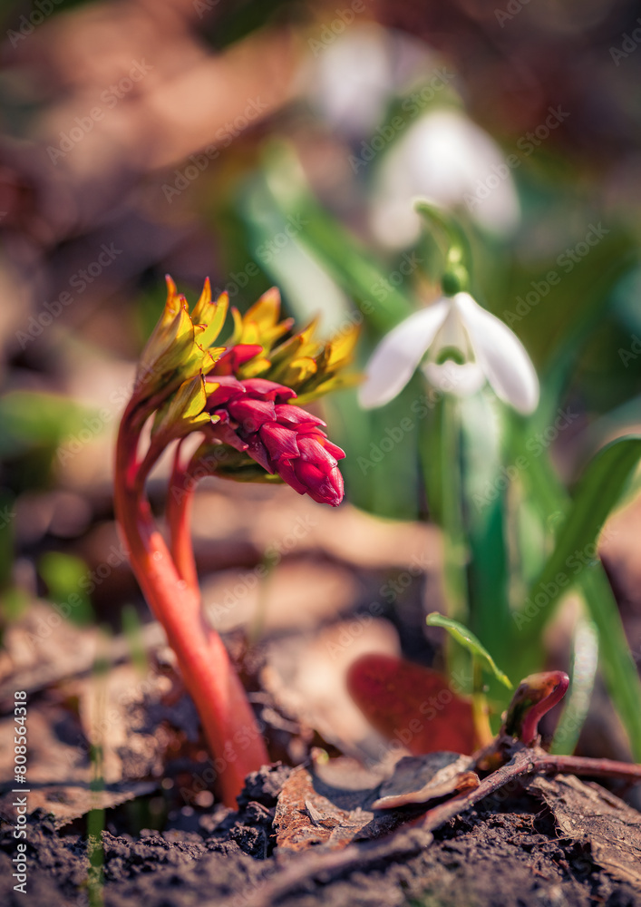 Young sprout of giant spear lily makes its way through the fallen leaves. First green plants in the spring forest. Sunny morning scene of woodland glade with Doryanthes palmeri and snowdrop flowers. Young sprout of giant spear lily makes its way through the fallen leaves. First green plants in the spring forest. Sunny morning scene of woodland glade with Doryanthes palmeri and snowdrop flowers.