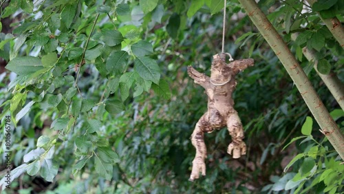 The root of the figure's shape hangs from a rope tied to a tree photo