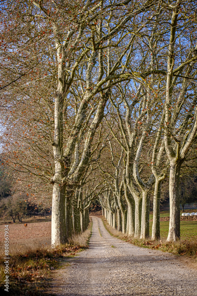 Perspective of a rural road flanked by huge plane trees in Spain.