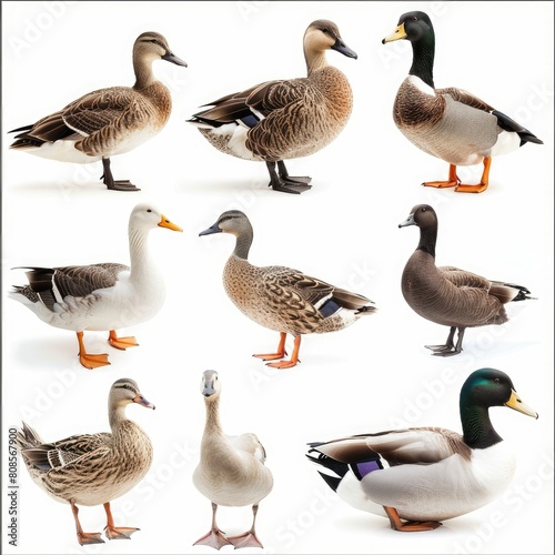 Ducks and Geese isolated on white background 