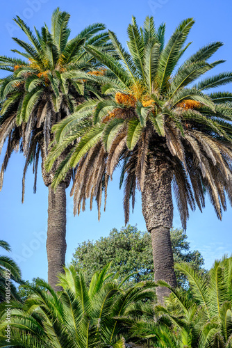 Large palm trees with dates in Sant Pol de Mar, in the province of Barcelona (Spain)
