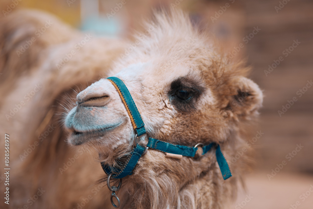 Obraz premium A Taste of Lanzhou - Wild Animals