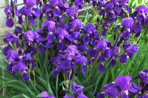 Lots of blue irises in the spring garden