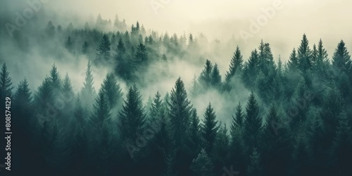 Nostalgic Serenity  Journeying Through Misty Landscapes with a Vintage Fir Forest