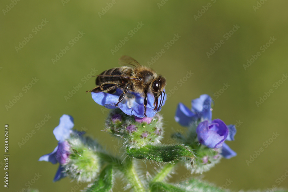 Φωτογραφία Western honey bee or European honey bee (Apis mellifera) on flowers of green alkanet (Pentaglottis sempervirens), family borage (Boraginaceae) in the garden