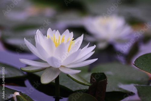 白い睡蓮の花