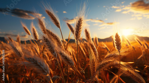 generated Illustration of Wheat field and blue sky.