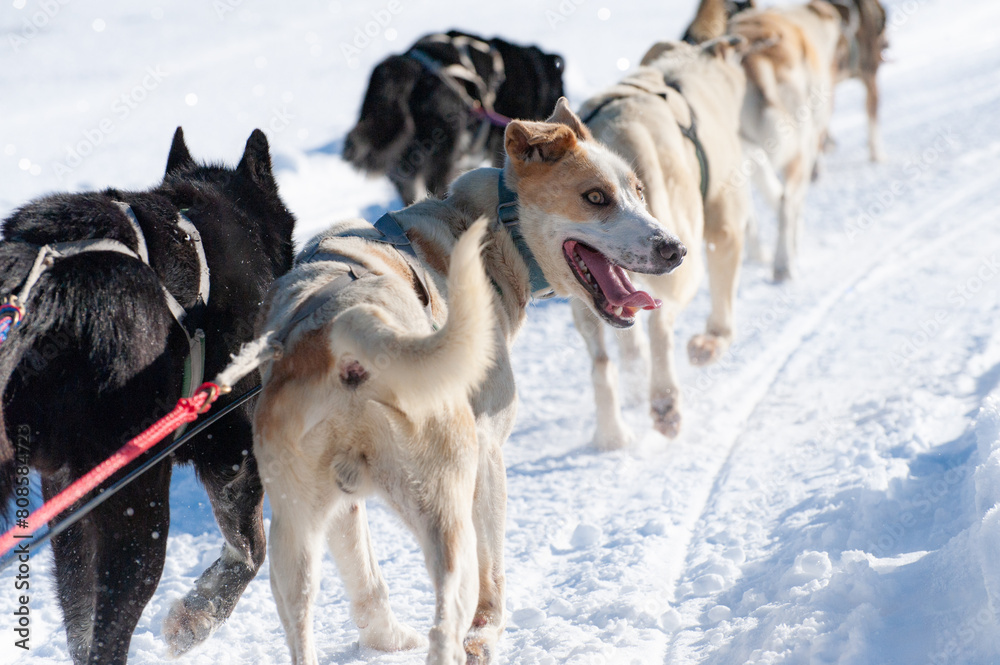 Energetic sled dog team in mid-action on a snowy trail Energetic sled dog team in mid-action on a snowy trail