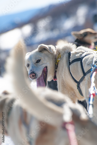 Panting sled dog with harness, in a snowy rush