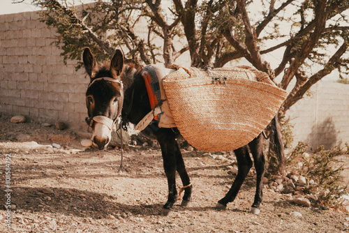 A donkey in the countryside of Morocco