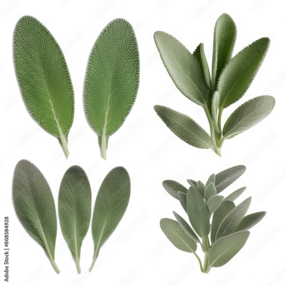 Obraz premium generated illustration of fresh sage twig isolated on white background