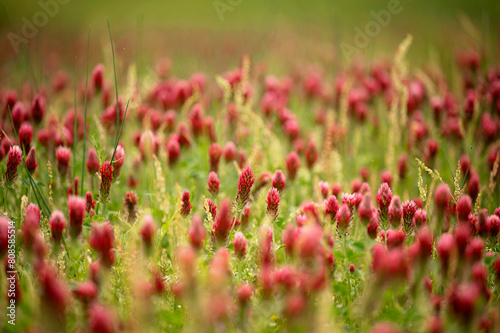 Soft focus on vibrant crimson clover in a lush meadow