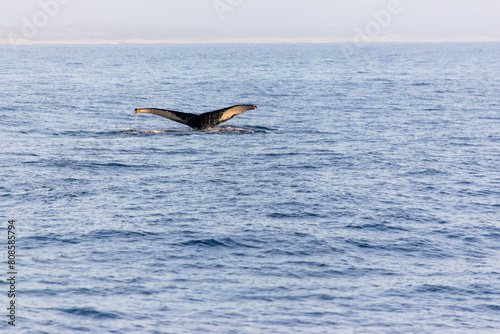 Humpback whale tail above ocean  clear day in Monterey bay 