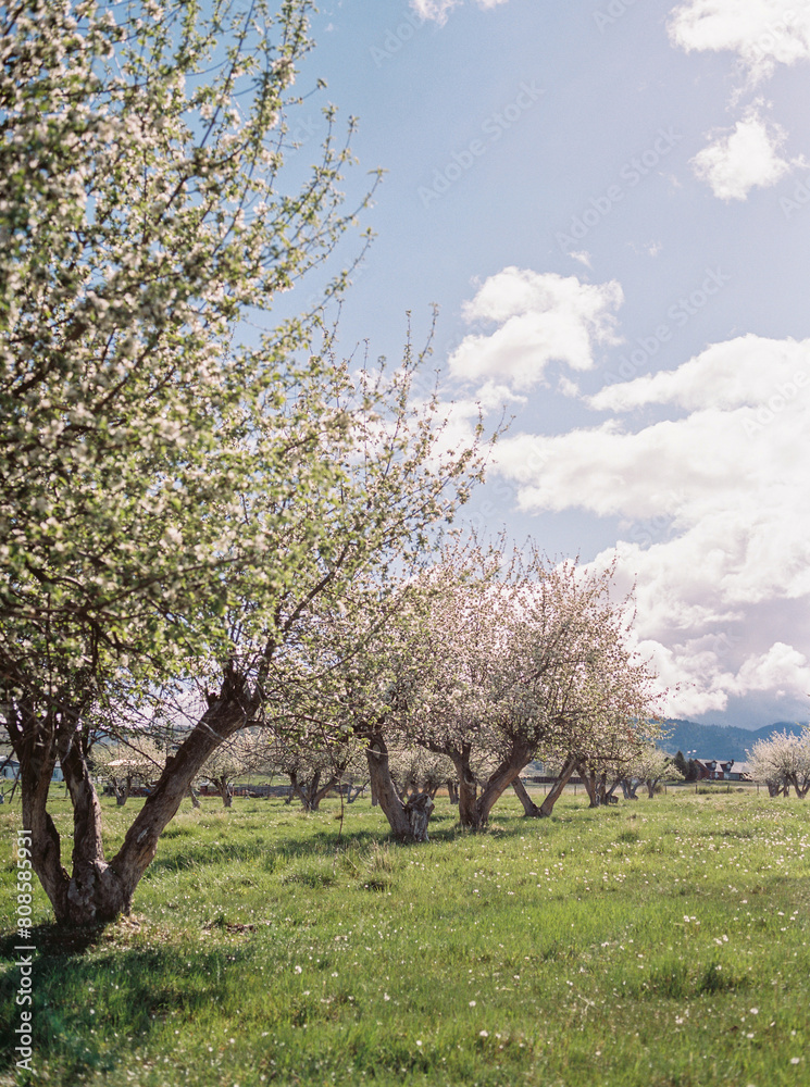 Blooming orchard with flowering trees in rural setting Blooming orchard with flowering trees in rural setting
