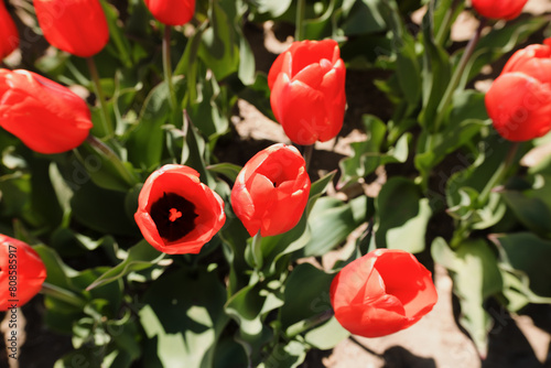 Vibrant red tulips blooming under sunlight